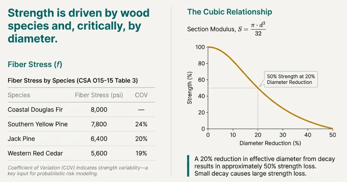 Fiber stress by species from CSA O15-15 Table 3 alongside the cubic strength-versus-diameter curve, where 20% diameter reduction gives roughly 50% strength loss